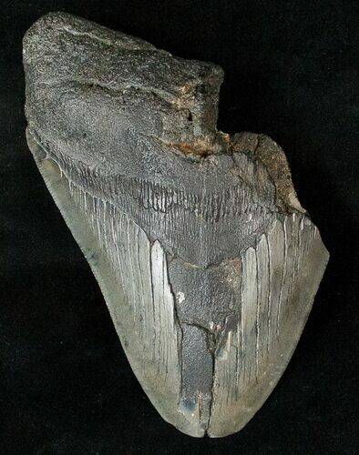 Partial Fossil Megalodon Tooth #17253
